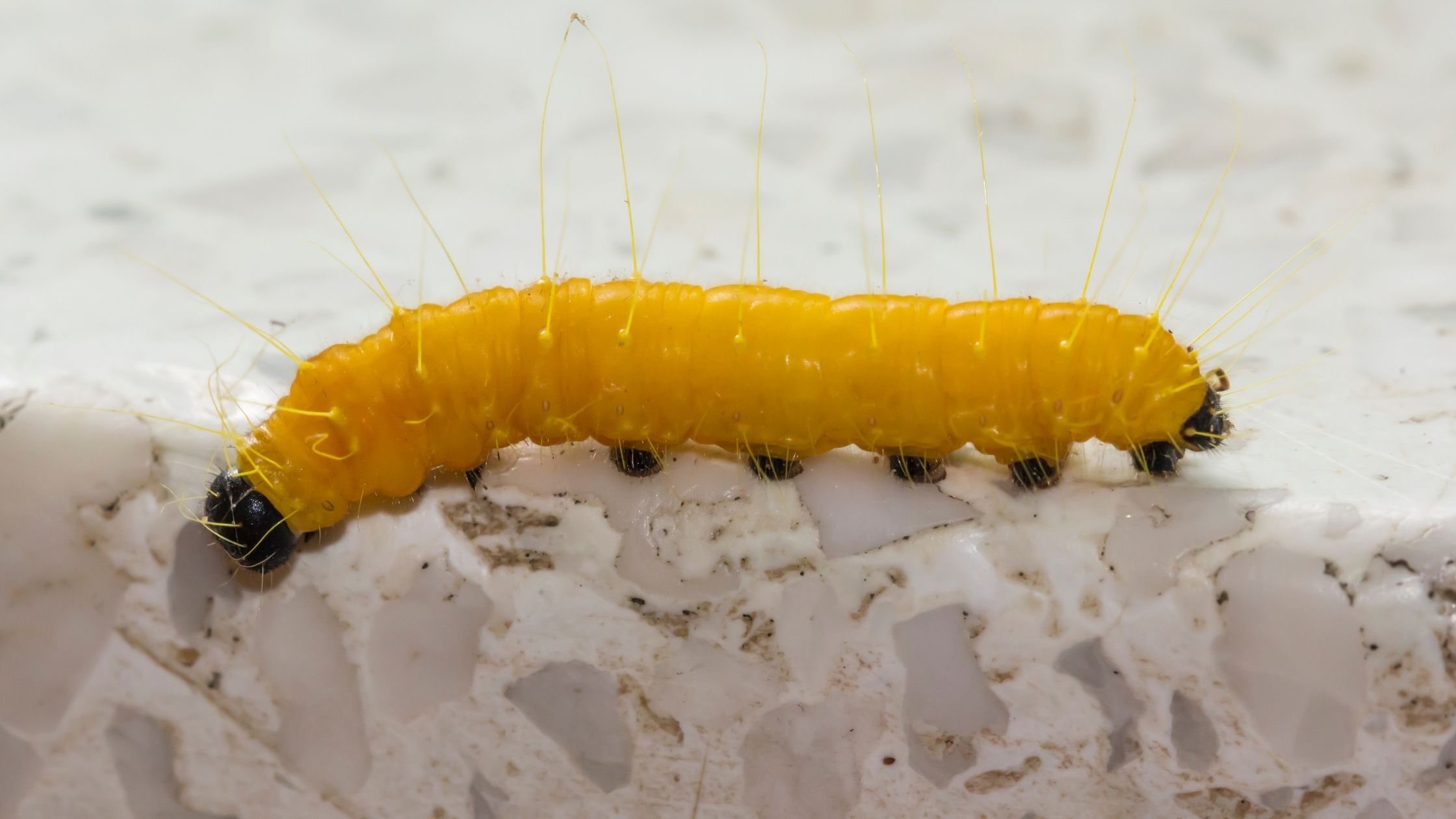 Types of Fishing Worms