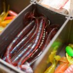Types of Fishing Worms