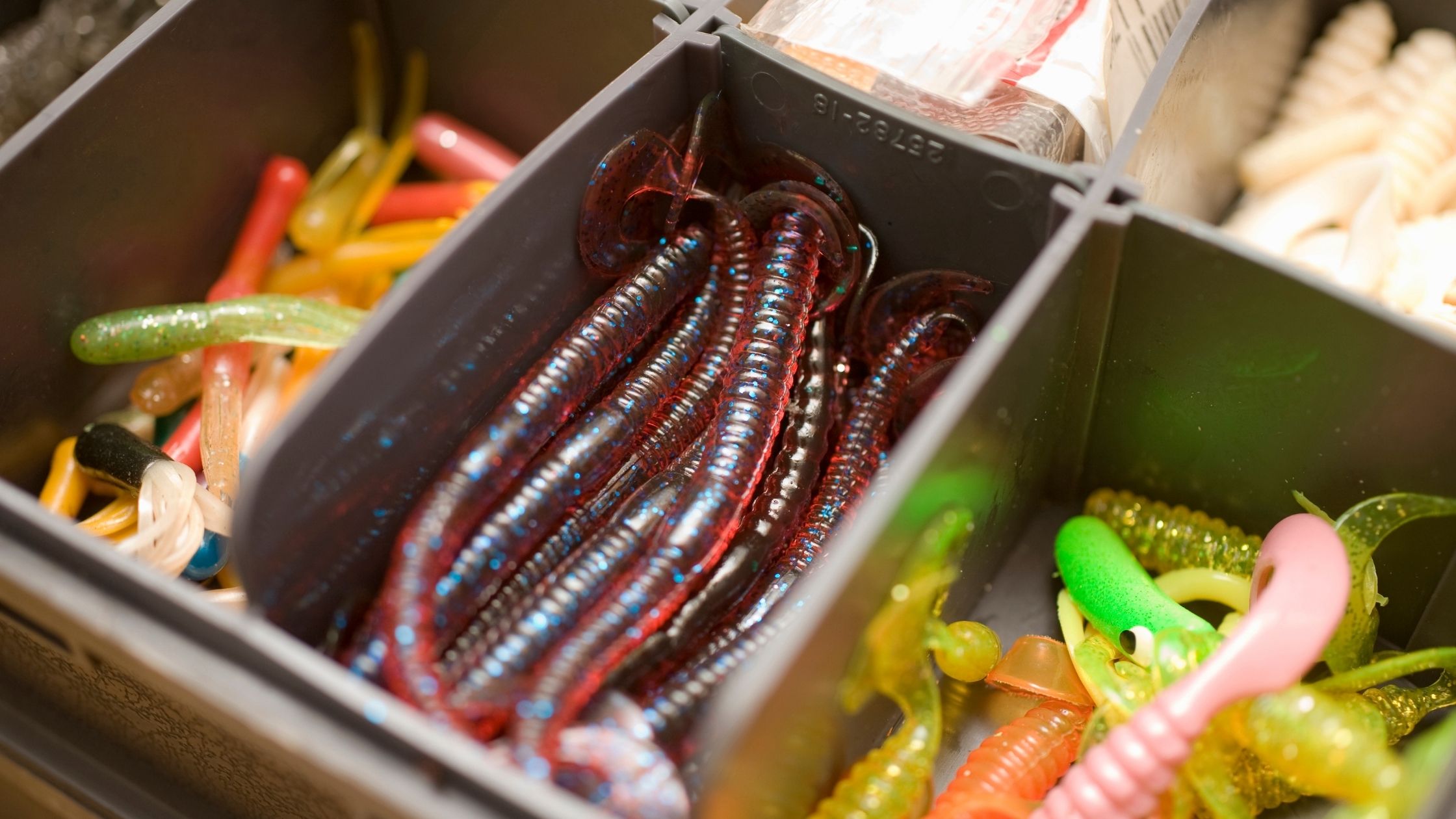 Types of Fishing Worms